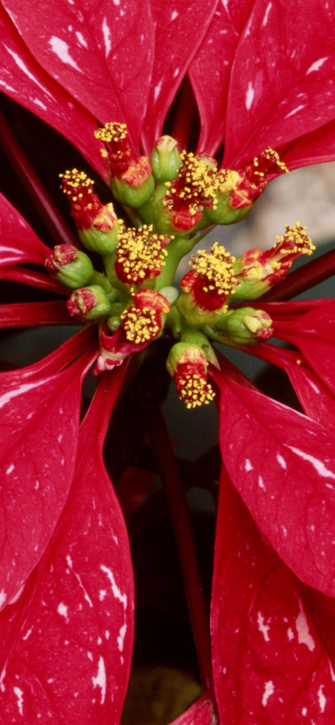 Poinsettia Macro Photo wallpaper 1170x2532