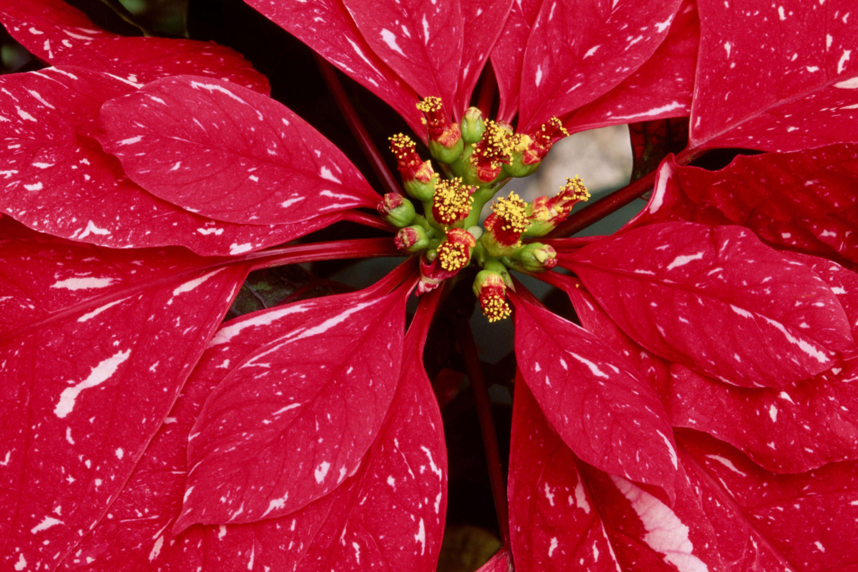 Poinsettia Macro Photo wallpaper 2880x1920