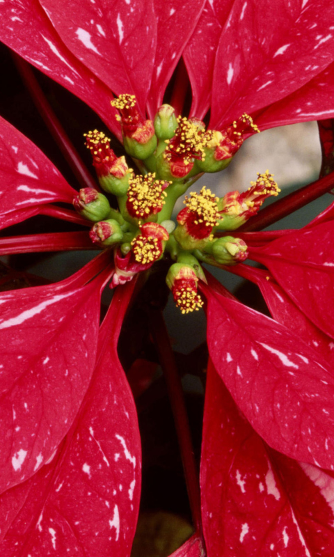 Das Poinsettia Macro Photo Wallpaper 480x800