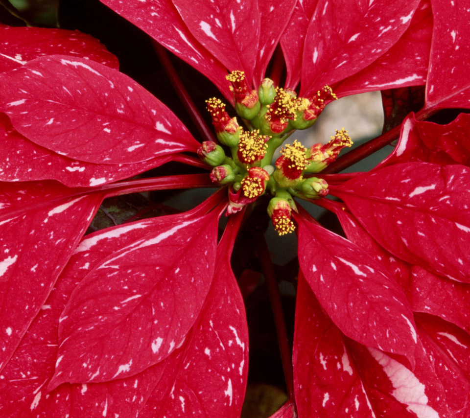 Das Poinsettia Macro Photo Wallpaper 960x854