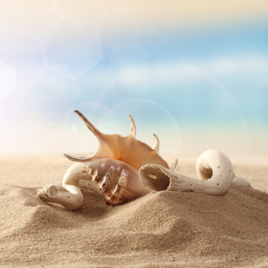 Das Sea Shells On Sand Wallpaper 1024x1024