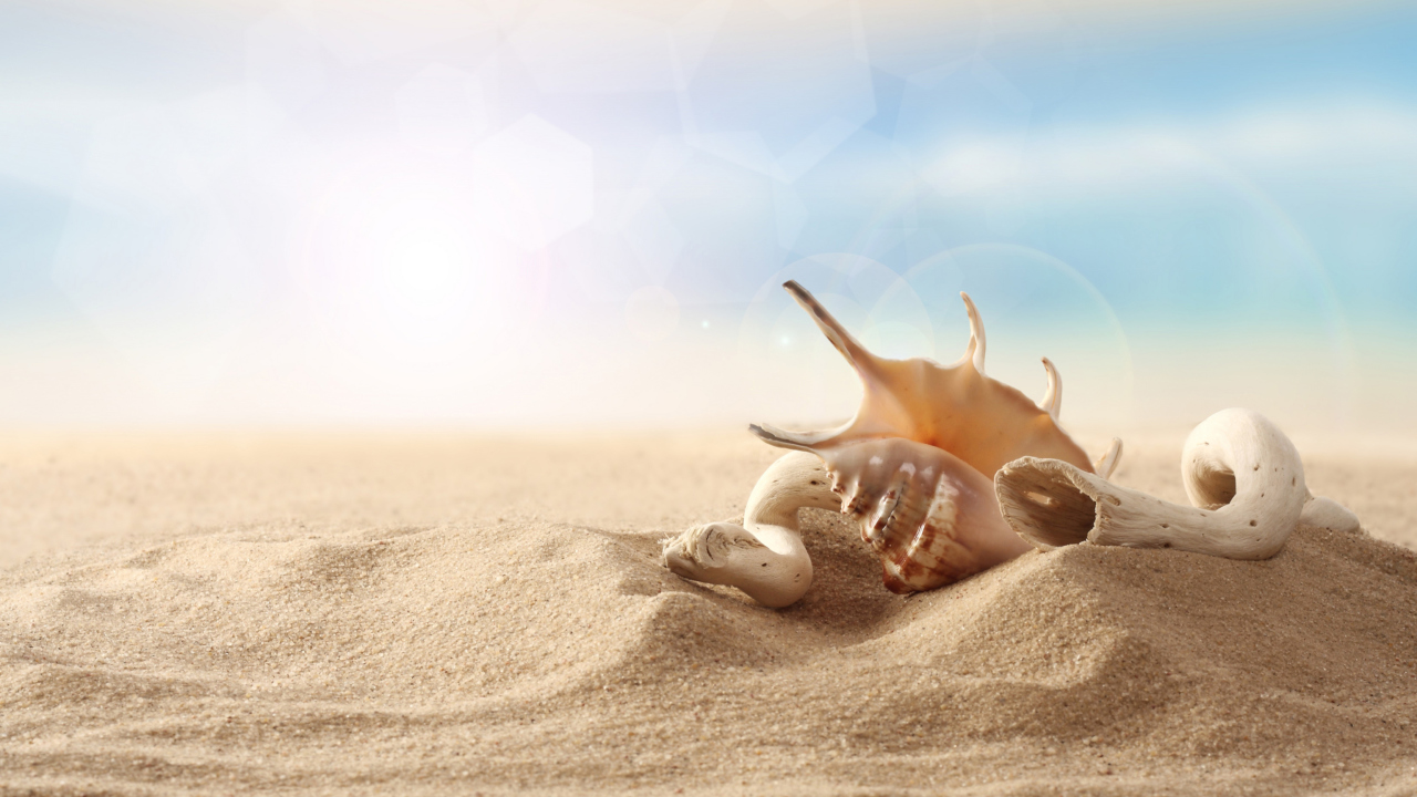 Обои Sea Shells On Sand 1280x720