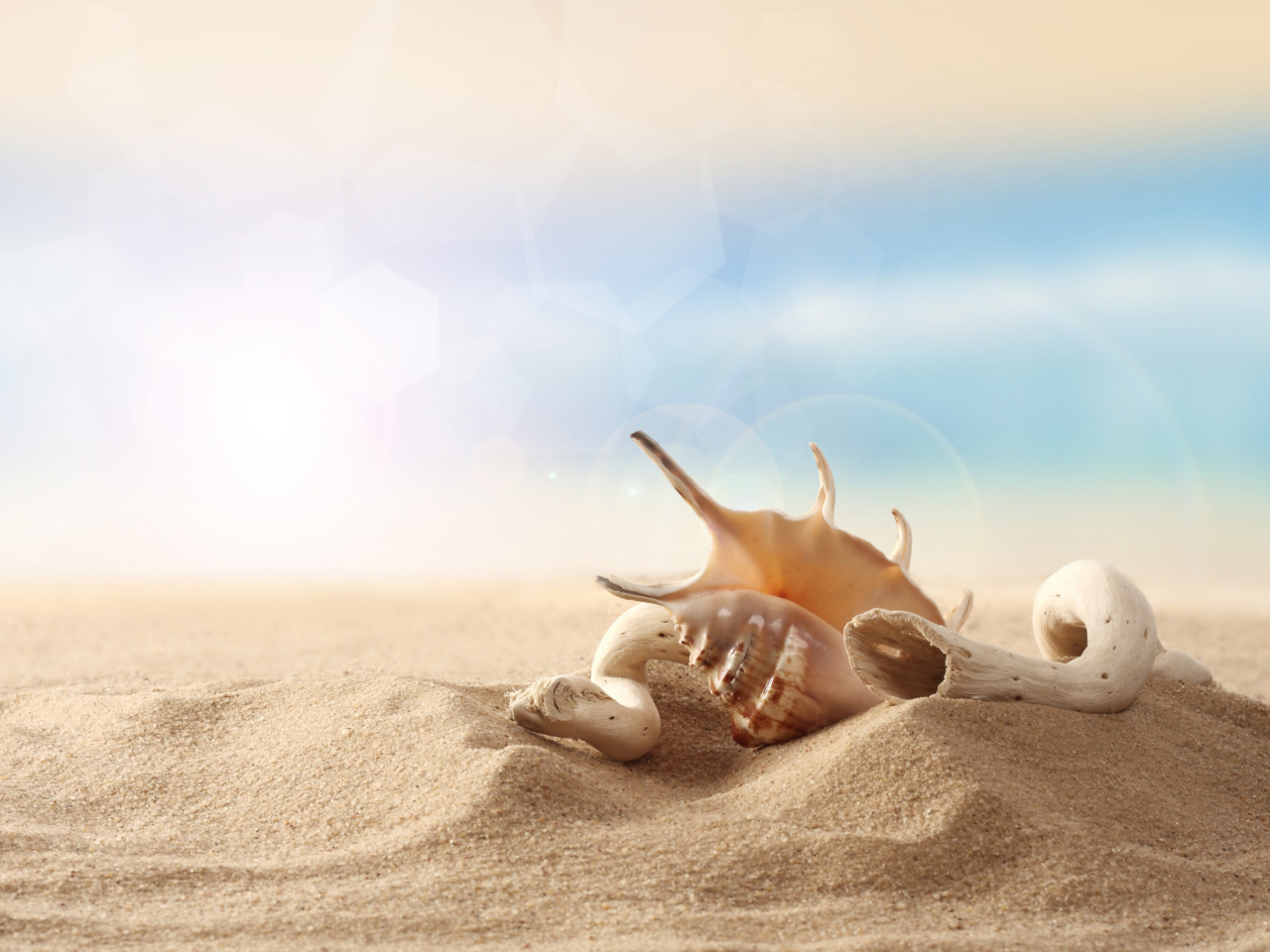 Fondo de pantalla Sea Shells On Sand 1280x960