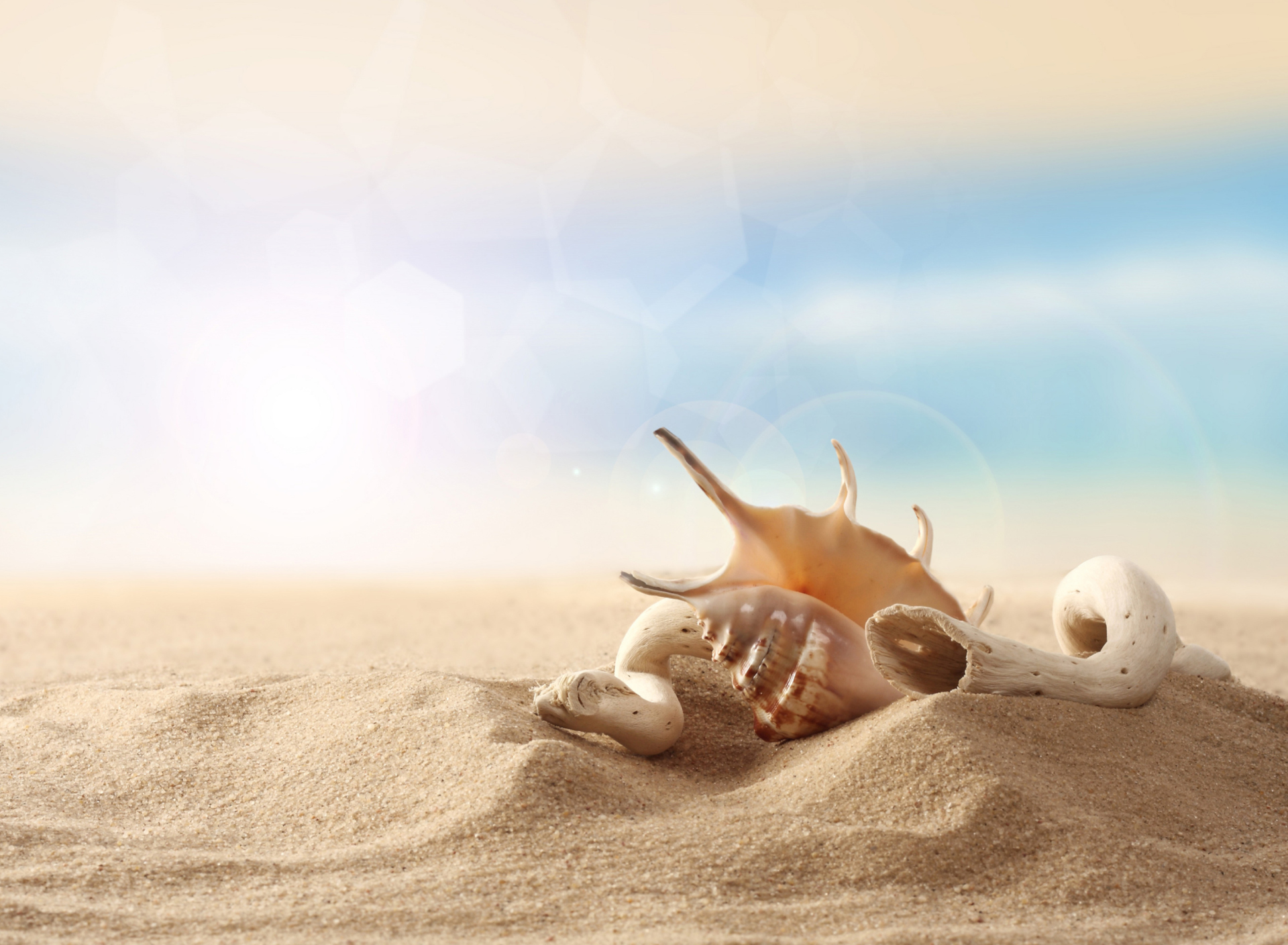 Обои Sea Shells On Sand 1920x1408