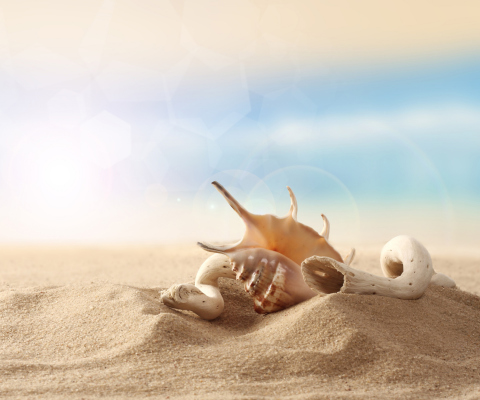 Sfondi Sea Shells On Sand 480x400