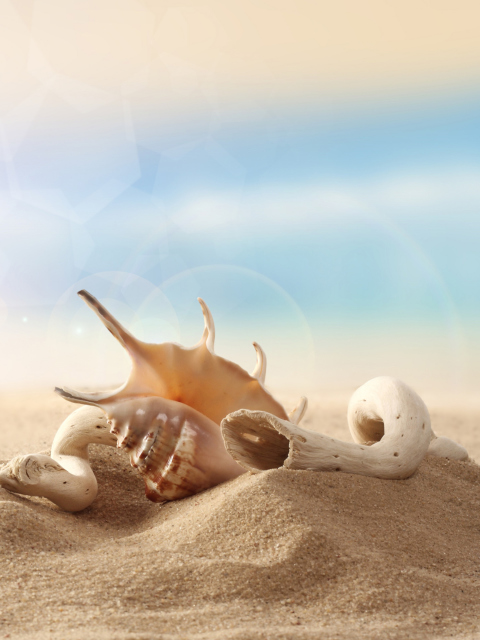 Обои Sea Shells On Sand 480x640
