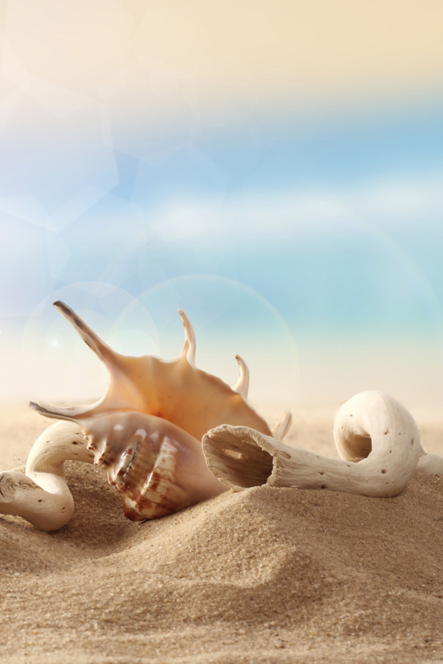 Screenshot №1 pro téma Sea Shells On Sand 640x960