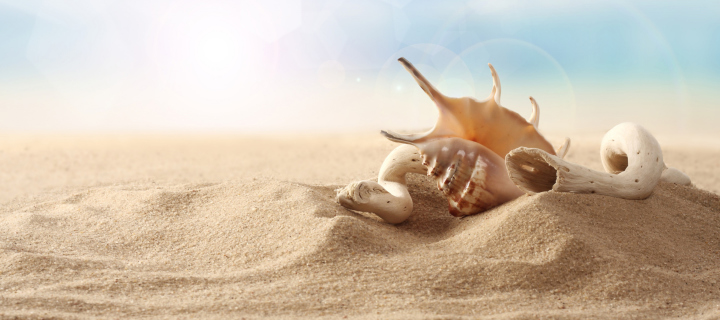 Das Sea Shells On Sand Wallpaper 720x320