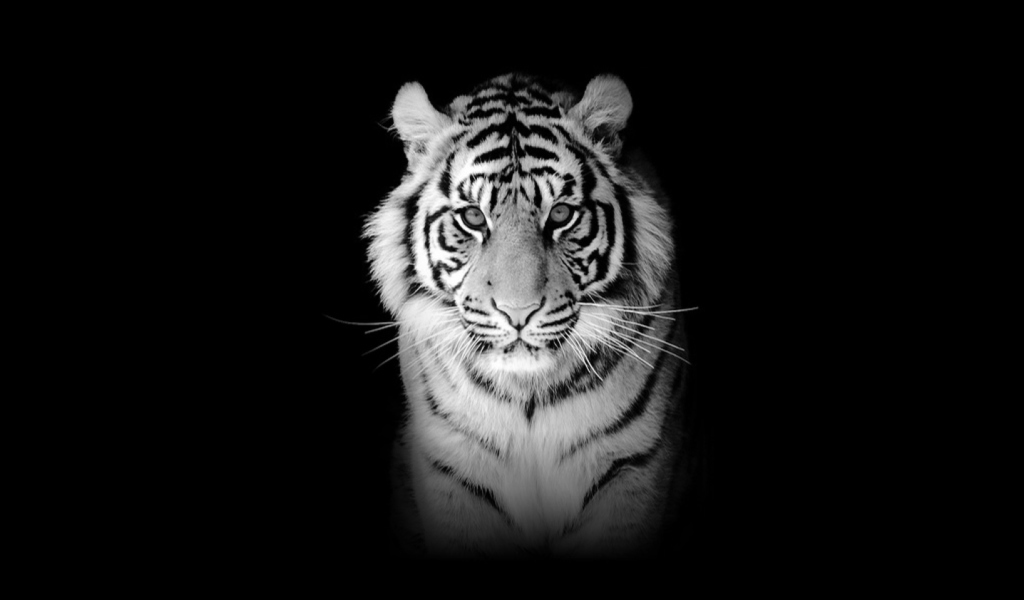 Das Tiger Wallpaper 1024x600