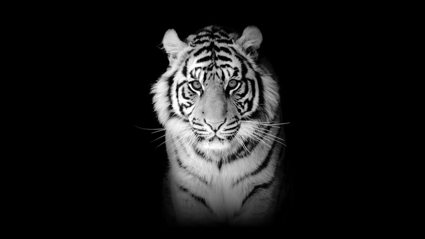 Fondo de pantalla Tiger 1366x768