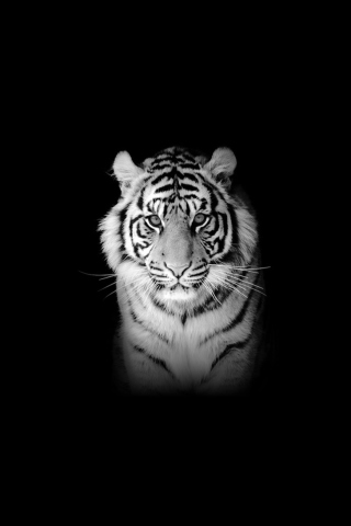 Fondo de pantalla Tiger 320x480
