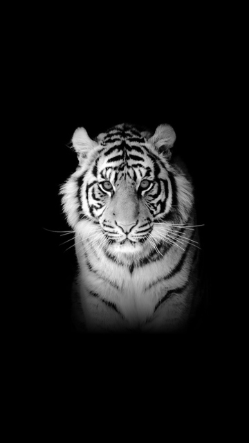 Das Tiger Wallpaper 360x640