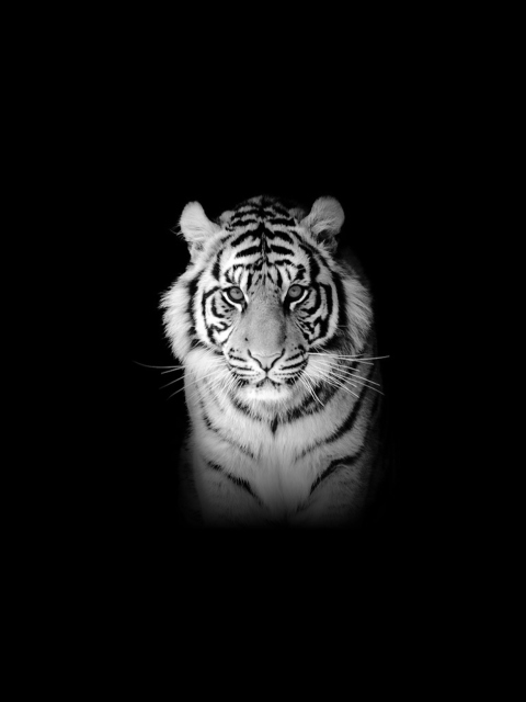 Sfondi Tiger 480x640