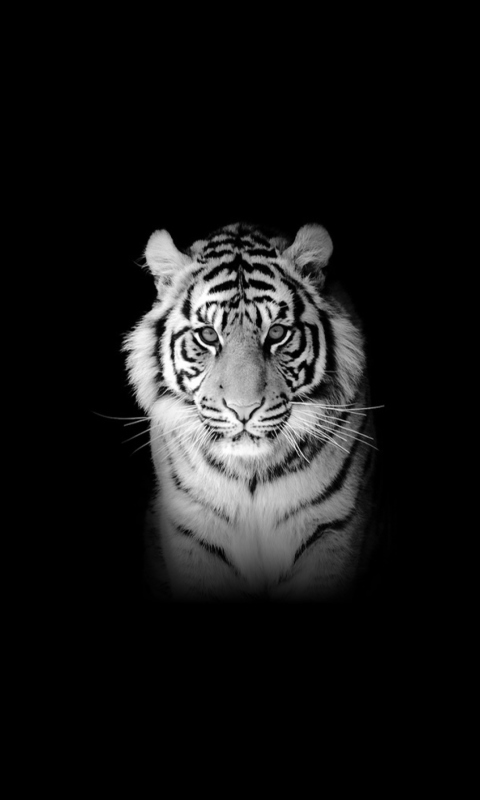 Tiger wallpaper 480x800