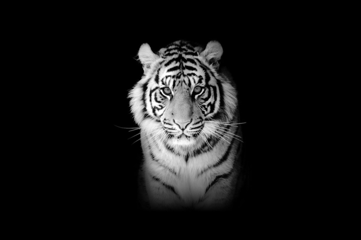 Fondo de pantalla Tiger