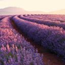 Lavender Photoshoot wallpaper 128x128