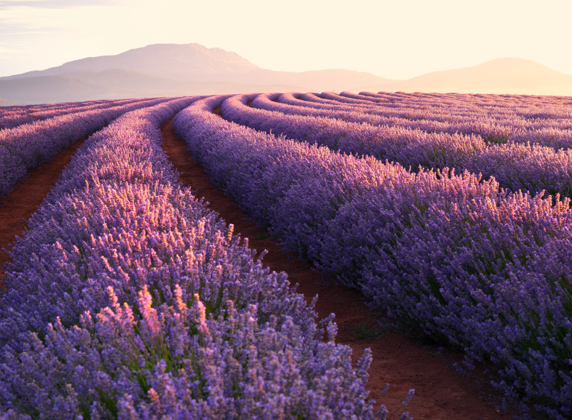 Fondo de pantalla Lavender Photoshoot 1920x1408