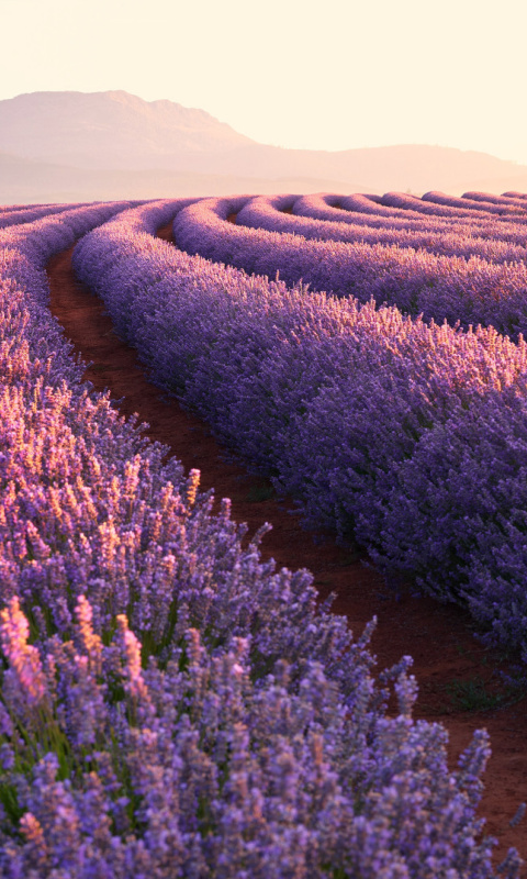 Das Lavender Photoshoot Wallpaper 480x800