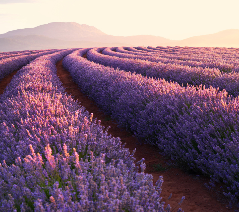 Обои Lavender Photoshoot 960x854