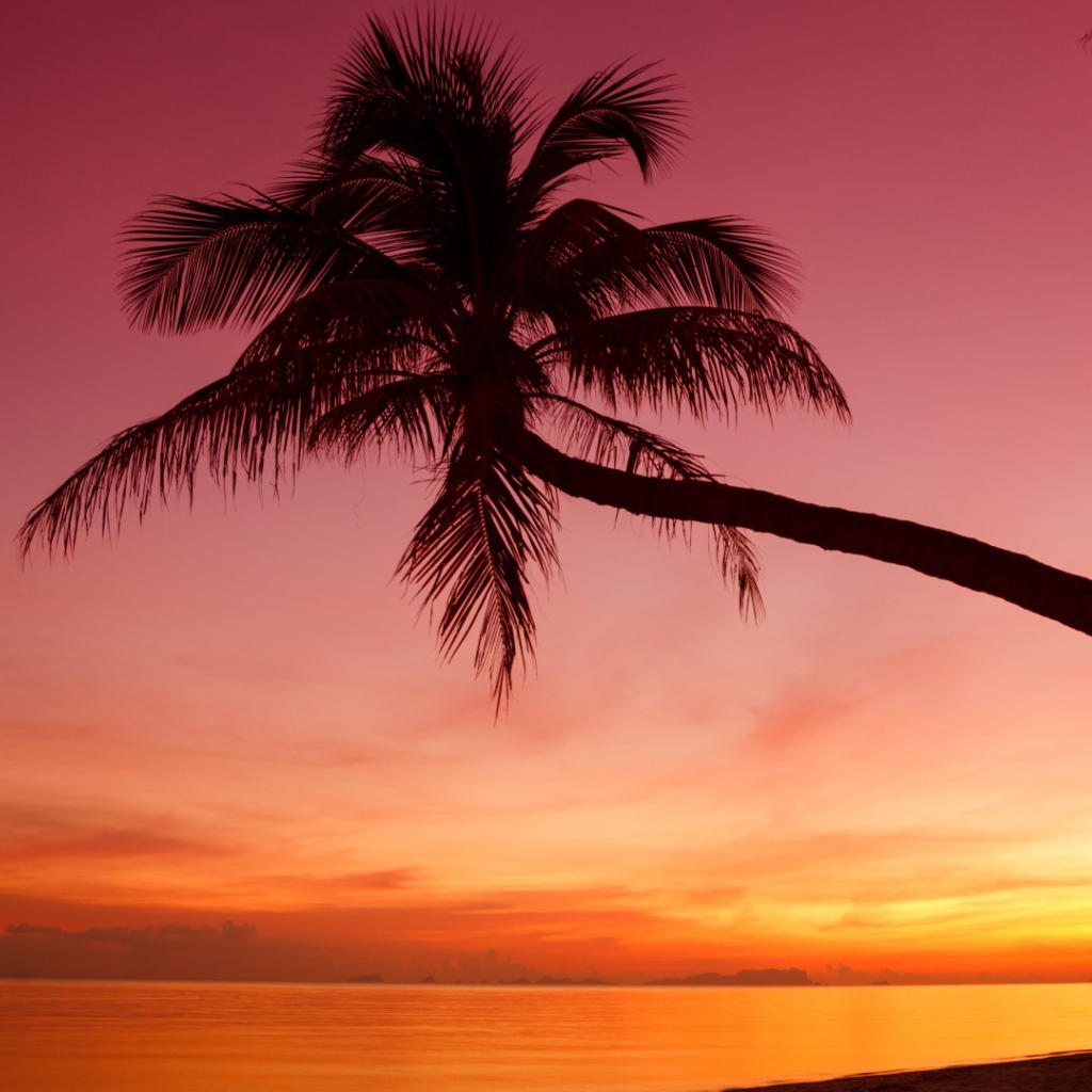 Sfondi Purple Sunset And Palm Tree 1024x1024