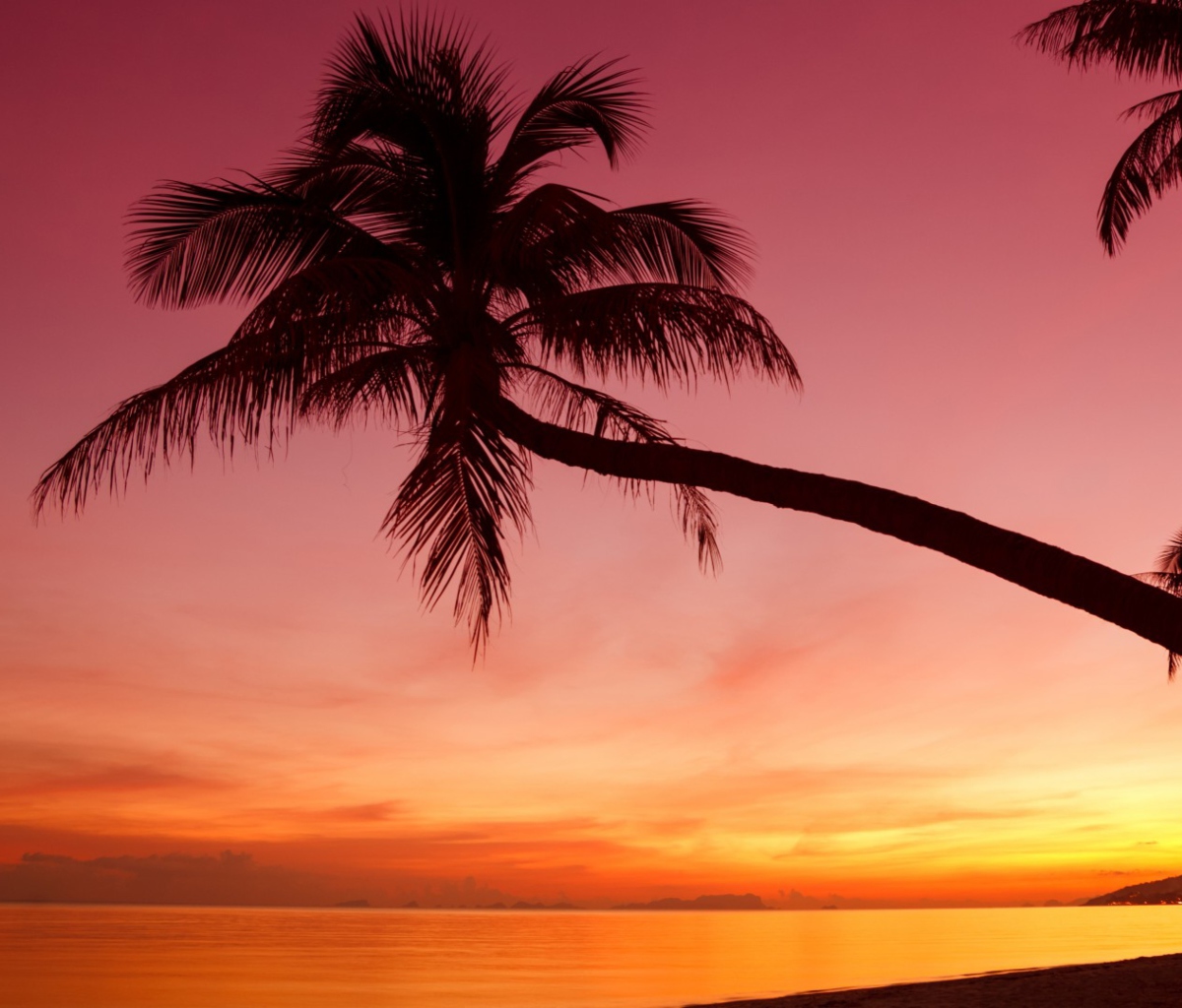 Das Purple Sunset And Palm Tree Wallpaper 1200x1024