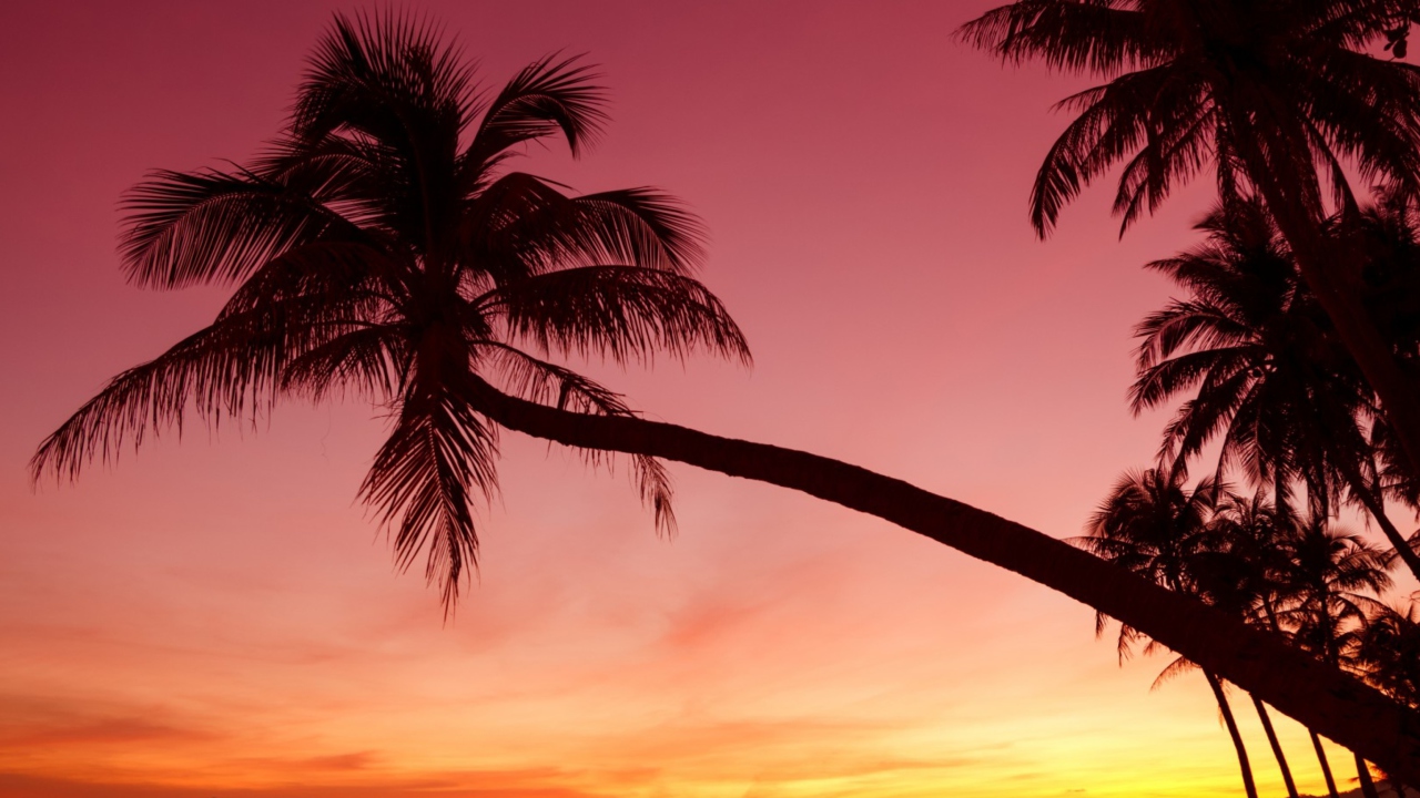 Purple Sunset And Palm Tree Wallpaper for 1280x720
