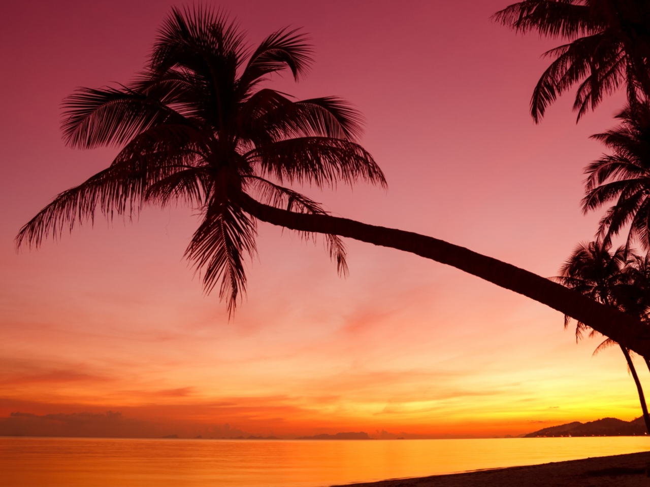 Обои Purple Sunset And Palm Tree 1280x960