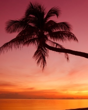 Sfondi Purple Sunset And Palm Tree 176x220