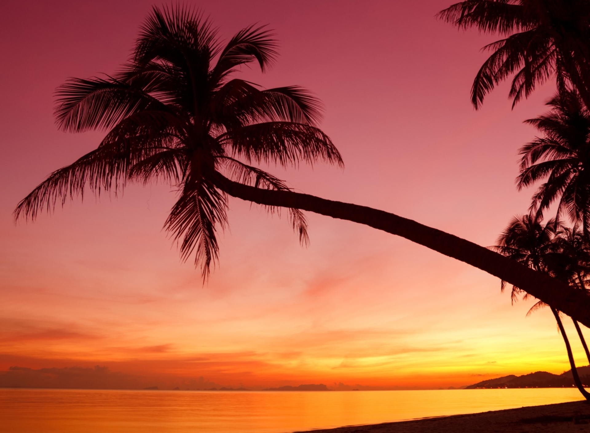 Обои Purple Sunset And Palm Tree 1920x1408