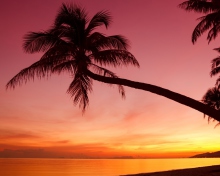 Fondo de pantalla Purple Sunset And Palm Tree 220x176