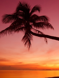 Das Purple Sunset And Palm Tree Wallpaper 240x320