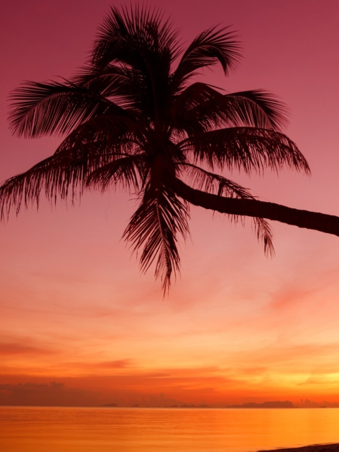 Purple Sunset And Palm Tree wallpaper 480x640