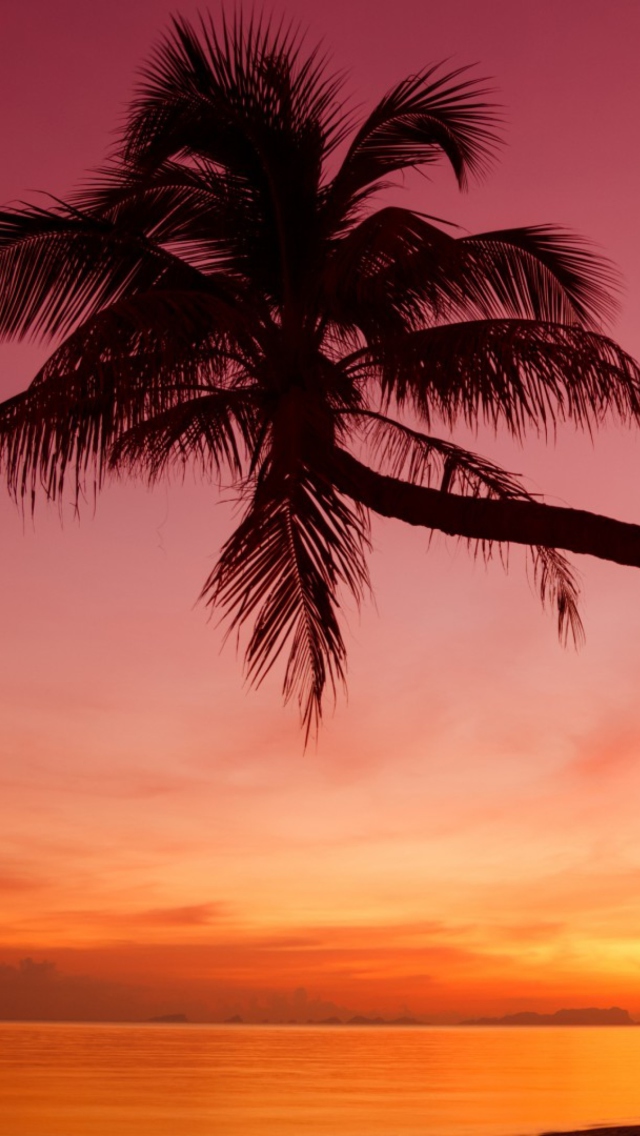 Обои Purple Sunset And Palm Tree 640x1136