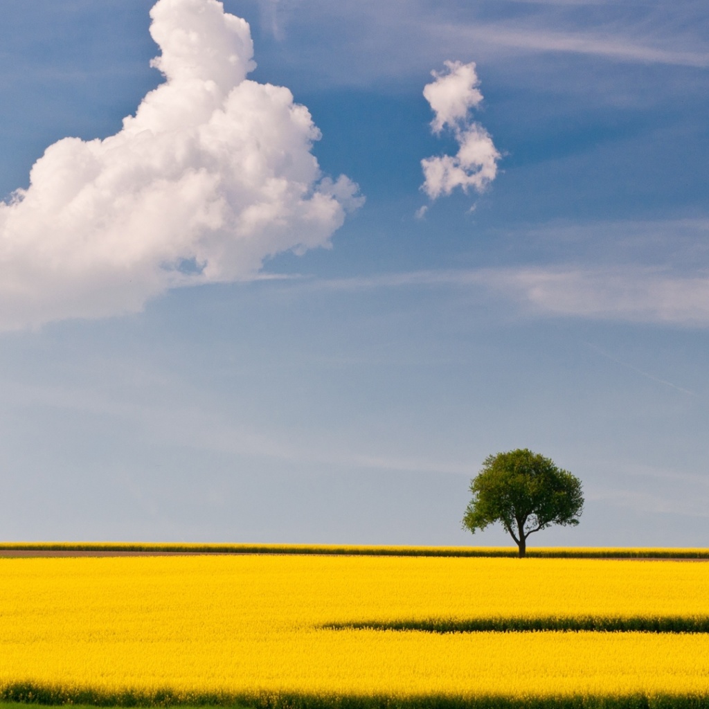 Das Yellow Field and Clouds HQ Wallpaper 1024x1024