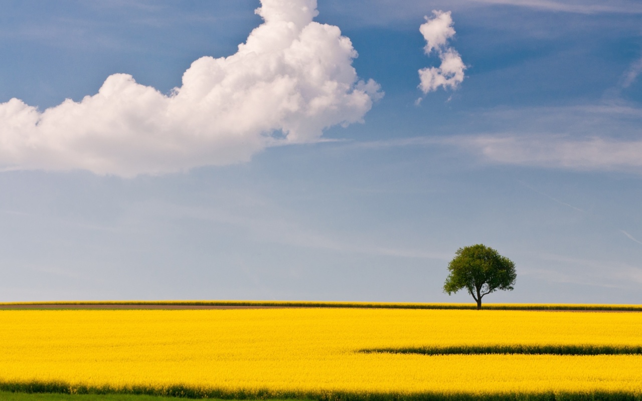 Das Yellow Field and Clouds HQ Wallpaper 1280x800