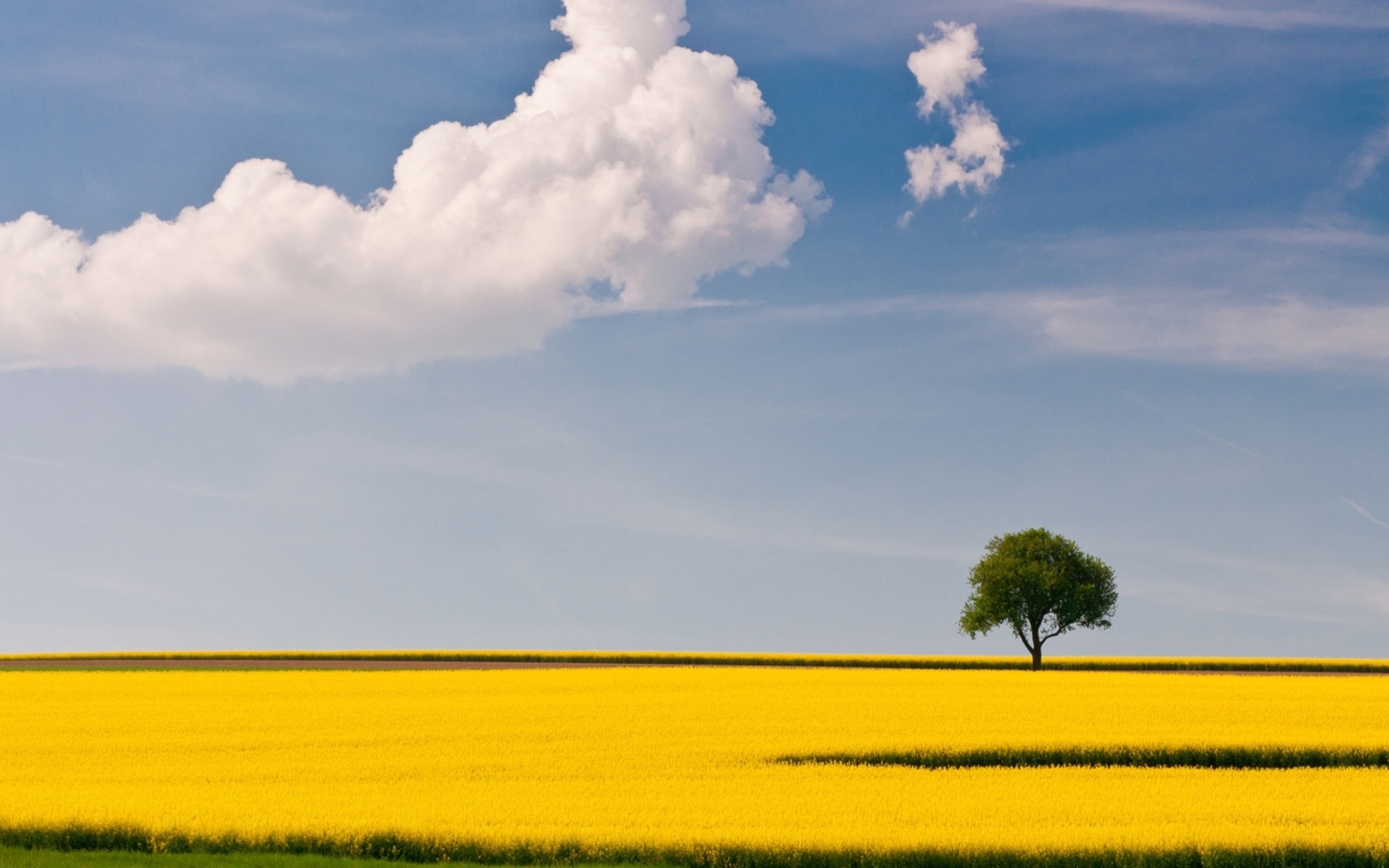 Das Yellow Field and Clouds HQ Wallpaper 1680x1050