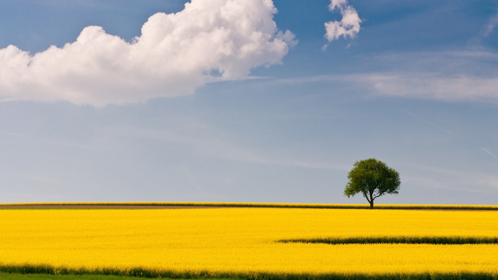 Обои Yellow Field and Clouds HQ 1920x1080