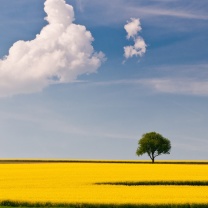 Das Yellow Field and Clouds HQ Wallpaper 208x208