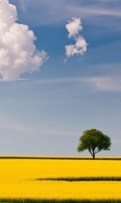 Das Yellow Field and Clouds HQ Wallpaper 240x400