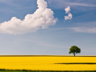 Das Yellow Field and Clouds HQ Wallpaper 320x240