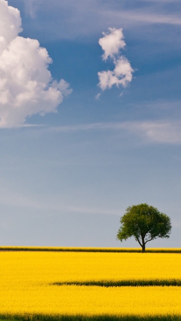 Yellow Field and Clouds HQ wallpaper 360x640
