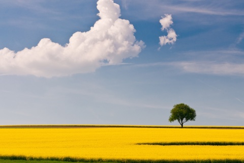 Yellow Field and Clouds HQ wallpaper 480x320