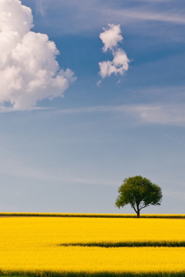 Yellow Field and Clouds HQ wallpaper 640x960