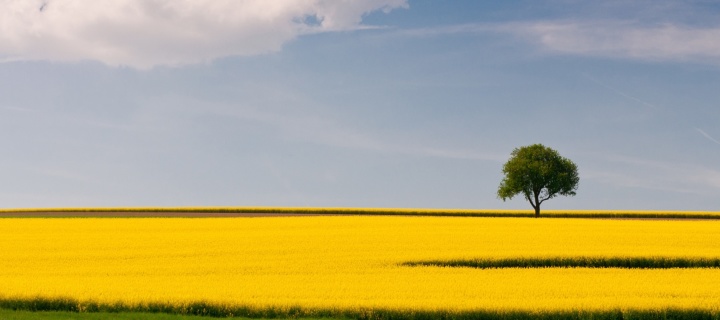 Yellow Field and Clouds HQ wallpaper 720x320