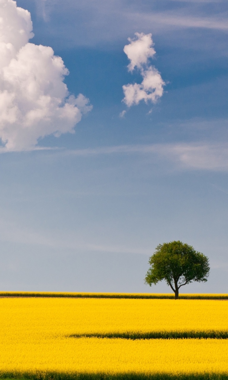 Das Yellow Field and Clouds HQ Wallpaper 768x1280