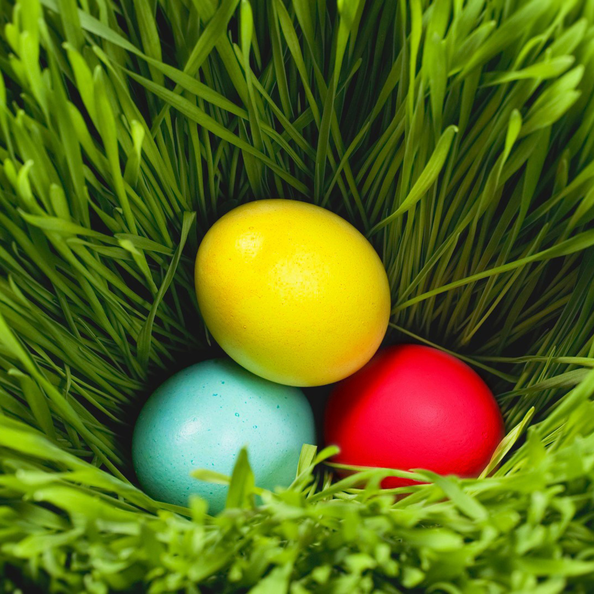 праздники яйца пасха трава природа holidays eggs Easter grass nature скачать