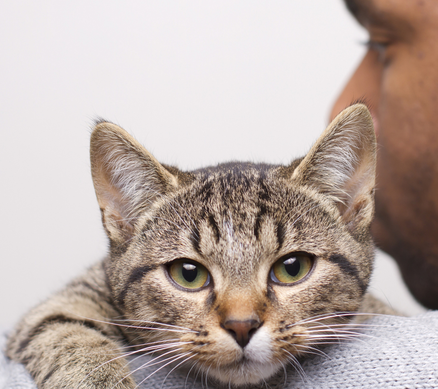 Grey Kitten Hug screenshot #1 1440x1280