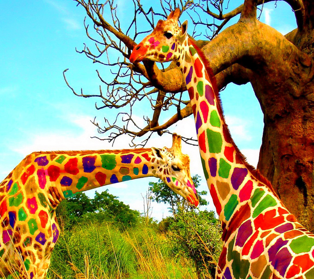 Обои Multicolored Giraffe Family 1080x960