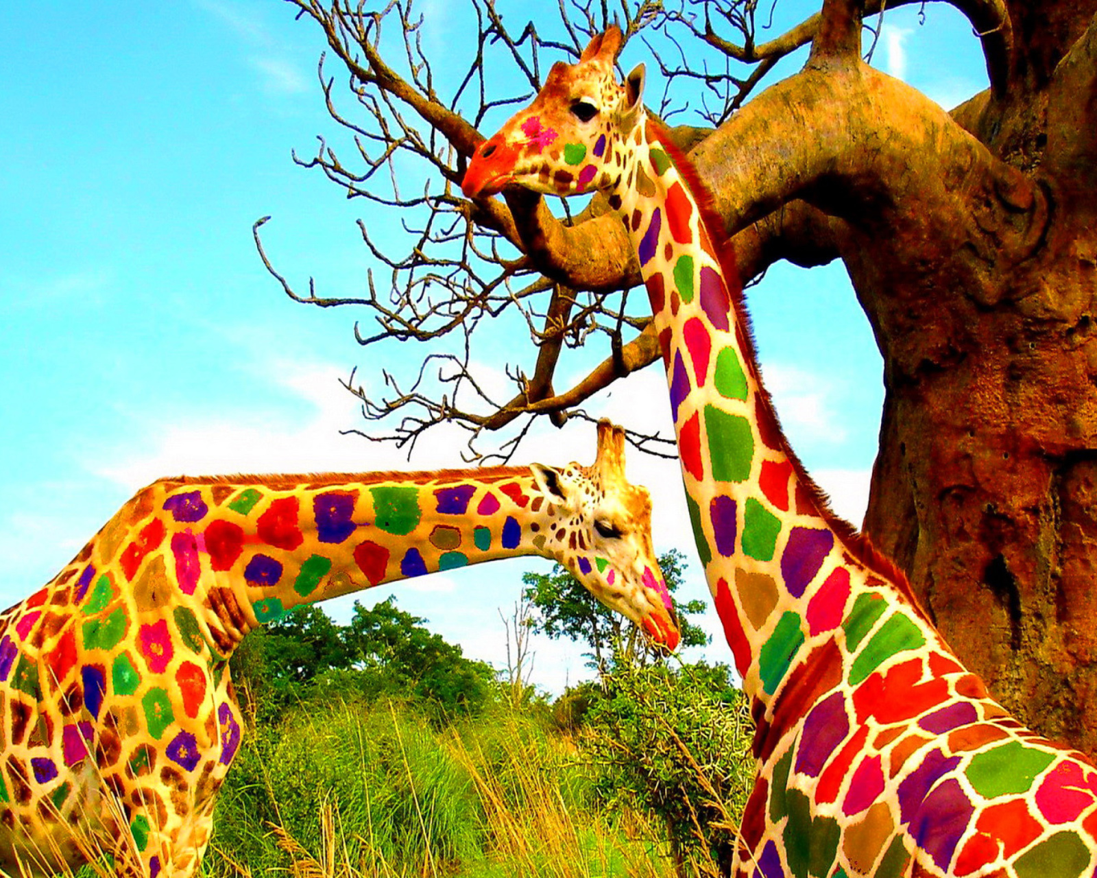 Обои Multicolored Giraffe Family 1600x1280