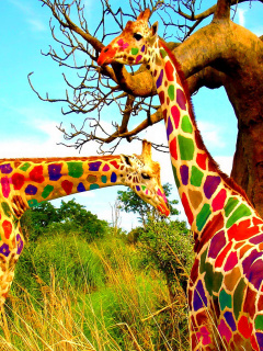 Multicolored Giraffe Family wallpaper 240x320